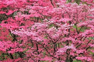 Kentucky: Soft focus view of large pink flowering dogwood
