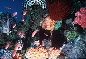 Echinoderms: SOFT & HARD CORAL CRINOIDS