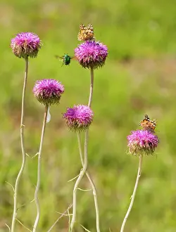 Visiting: Soft Jurinea - with visiting Painted Lady butterflies