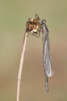 Bluet: Soft Rush