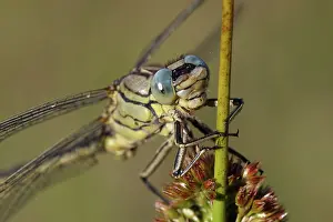 Gomphidae: Soft Rush