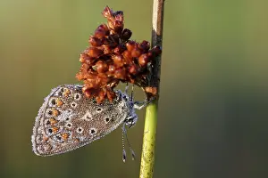 Icarus: Soft Rush