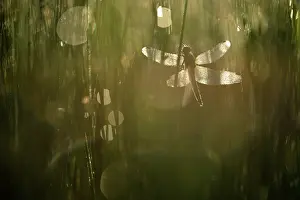 Rush: Soft Rush