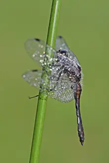 Sympetrum: Soft Rush