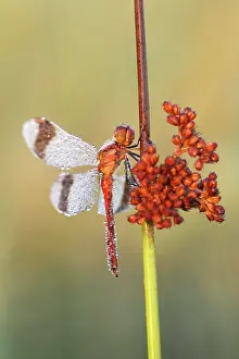 Sympetrum: Soft Rush