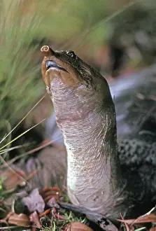Trionyx: Soft-Shelled Turtle