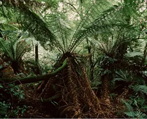 Root: SOFT TREE FERN - and Kangaroo Fern on its microsorium