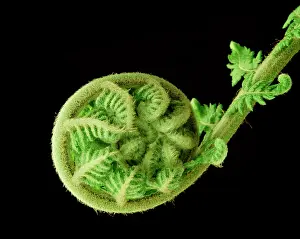 Dicksonia: Soft Tree Fern - unfolding new frond