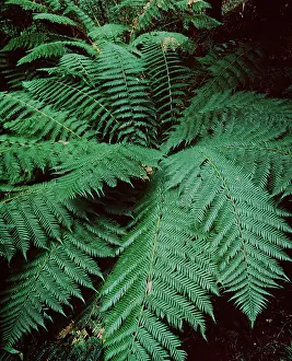 Ferns: SOFT TREE FERN - in wet sclerophyll forest