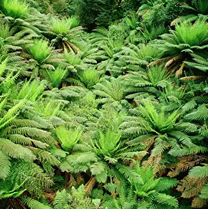 Dicksonia: Soft tree ferns