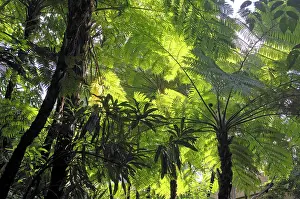 Jungles: Soft Tree Ferns or Man Ferns (Dicksonia antarctica)