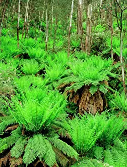 Dicksonia: Soft tree Ferns - at Mt Skene on Mansfield-Heyfield road