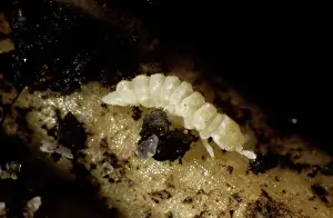 Collembola: Soil living springtail (Onychiurus sp.)