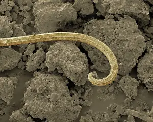 Roundworm: Soil Nematode