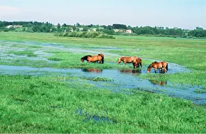 Heavy: SOKLOSKIE HORSES - Feeding on flood plain