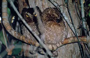 Scops: Sokoke / Morden's Scops-Owl - endemic to Sokoke forest