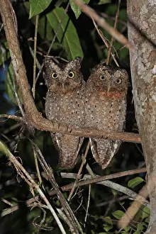 Scops: Sokoke Scops Owl