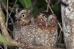 Scops: Sokoke Scops Owl