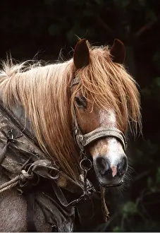 Heavy: SOKOLSKIE HORSE