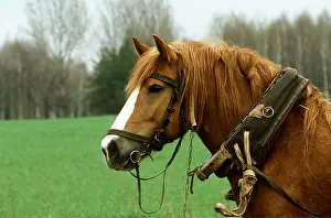 Heavy: SOKOLSKIE HORSE