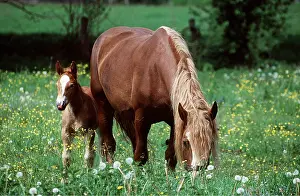 Heavy: SOKOLSKIE HORSE & FOAL