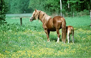 Heavy: SOKOLSKIE HORSE & FOAL