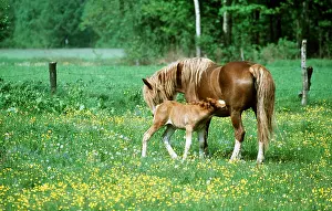 Heavy: SOKOLSKIE HORSE & FOAL, suckling
