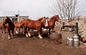 Heavy: SOKOLSKIE HORSES
