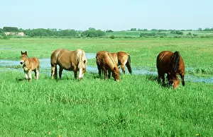 Heavy: SOKOLSKIE HORSES - Feeding on flood plain