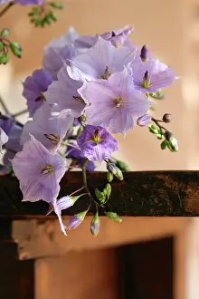Trumpet: Solanum