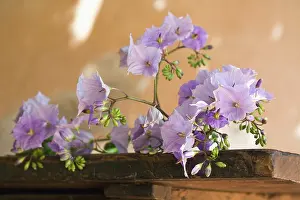 Trumpet: Solanum