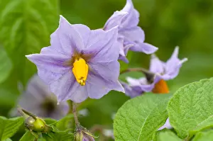 Private: Solanum Blue Bell in bloom in a garden Solanum
