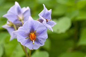 Private: Solanum Glasnevin in bloom in a garden Solanum