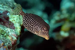 Boxfish: Solar Boxfish with ornate markings
