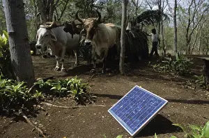 Equatorial: Solar panels and cows Reserve Domitila Nicaragua