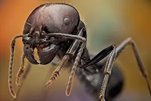 Mouthparts: Soldier ants are easily identified because of th