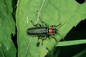Beeltes: Soldier Beetle