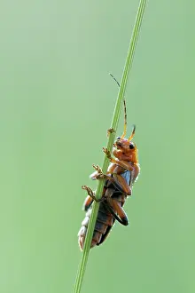 Soldier: Soldier Beetle