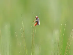Soldier: Soldier Beetle