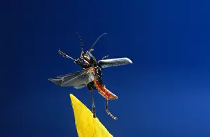 Soldier: Soldier Beetle