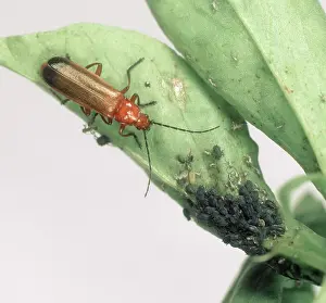 Soldier: Soldier beetle with Aphids