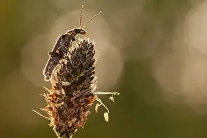 Soldier: Soldier beetle (Cantharis pellucicla) in the sp