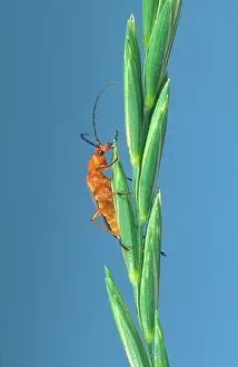 Fulva: Soldier Beetle - On Grass Seeds