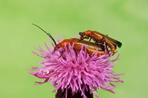 Fulva: Soldier Beetle - Mating pair on thistle