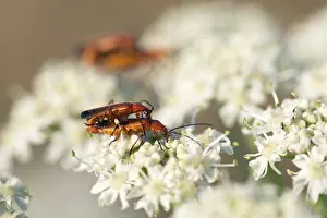 Fulva: Soldier Beetles