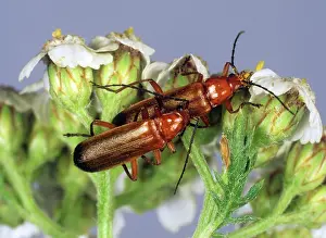 Soldier: Soldier Beetles Mating