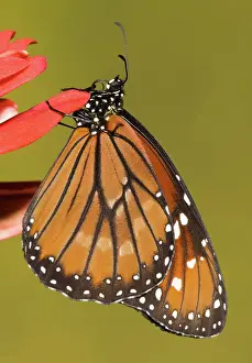 Eresimus: Soldier Butterfly (Danaus eresimus)