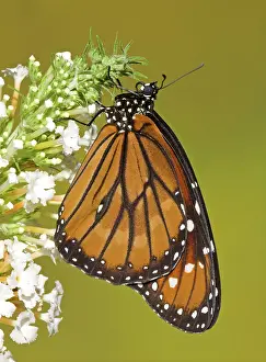Soldier: Soldier Butterfly (Danaus eresimus)