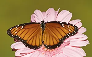 Soldier: Soldier Butterfly (Danaus eresimus)