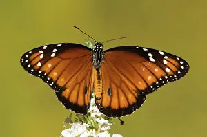 Soldier: Soldier Butterfly (Danaus eresimus)